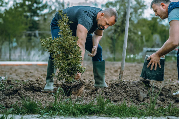 How Our Tree Care Process Works  in  Oakland, OK